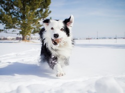 Śnieg, Border Collie, Pies, Zima
